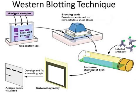What is western blotting